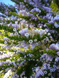 Image result for Fabiana imbricata