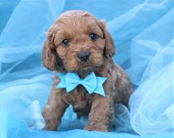 2 cavapoo puppies for sale in north carolina. Cavapoo Puppies For Sale Happytail Puppies Family Dog Breeders Nc Cavapoo Puppies Cavapoo Puppies For Sale Cavapoo