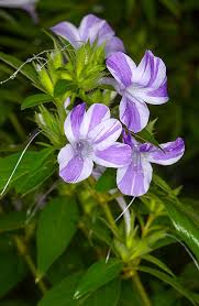 Image result for Barleria cristata