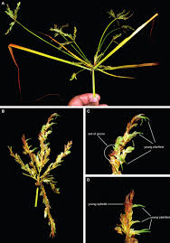 Image result for Courtoisina cyperoides