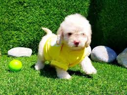 Are you searching for a healthy toy and teacup maltipoo for adoption? Toy And Teacup Maltipoo For Sale Fantastic Prices Online