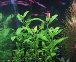 Image result for Nelsonia smithii