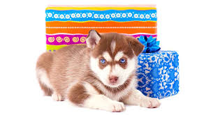 Here is the lowdown on the siberian huskies come in a variety of colors, from black/grey and white, to red and white, to pure white. Your Red Husky Guide Is This The Right Puppy For Your Family