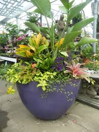 Bird Of Paradise In Large Pot Bird Of Paradise Croton Ixora Angelonia Walkabout Sunset Lysimachia Wire Vine Sun Loving Bromeliad Container Gardening Container Plants Outdoor Planters