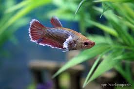 Female Betta Sorority Betta Betta Fish Aquarium Fish Tank