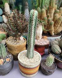 Image result for Euphorbia confinalis