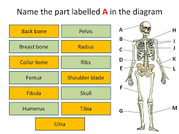 It is one of the two bones of the forearm, the other being the ulna. Skeleton Idiagram Activity Name The Part Labelled A In The Diagram Back Bone Humerus Fibula Femur Breast Bone Collar Bone Ulna Skull Shoulder Blade Ribs Ppt Download