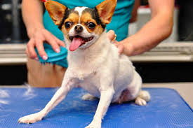 Long haired chihuahua hair cuts: Do Chihuahuas Shed And How To Deal With Their Shedding Schedule