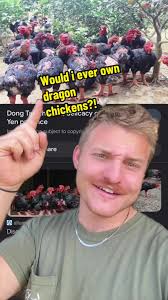 Replying to @nojssaS would i ever own dragon chickens?! 🐉 🐓 #foryou  #chickens #backyardchickens #dragon