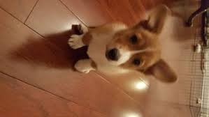 They were born nov 22, 2020 and will be ready to go to their. Pembroke Welsh Corgi Puppy For Sale In Charleston Sc Adn 29867 On Puppyfinder Com Gender Female A Corgi Puppies For Sale Pembroke Welsh Corgi Puppies Corgi