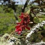 Image result for Schotia capitata