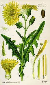Image result for Sonchus dregeanus