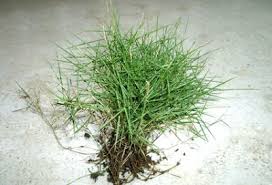 Memerlukan perawatan khusus seperti memangkas. Budidaya Rumput Jepang Yang Baik Dan Benar Center B Diorama Penyuluhan Dan Kedaulatan Pangan B Center