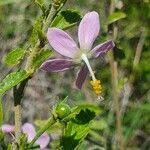 Image result for Hibiscus meyeri