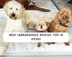 Our poodles come from a variety of sources such as owner relinquishments and from various animal shelters. Best Labradoodle Rescue Our Top 10 Picks We Love Doodles