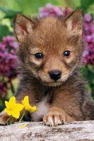 Strange To See Him During His Restoring Time Isn T It Baby Animals Pictures Cute Animals Animals Beautiful