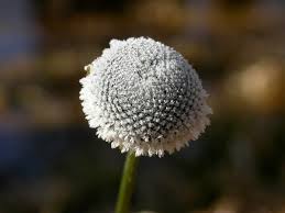 Image result for Eriocaulaceae