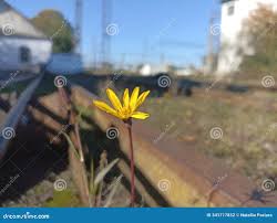 Image result for Pseudopodospermum hispanicum