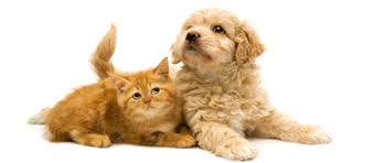 Maybe you would like to learn more about one of these? Sunland Tujunga Ca Area Puppies Kittens Pet Medical Center Sunland