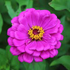 Zinnia Seed Purple Prince Zinnia Elegans Brilliant Purple Double Blooms On Plants That Grow Up To 3 Tall Loves Ful Zinnias Shade Flowers Planting Flowers