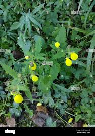 Image result for Calceolaria tripartita