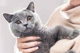 Mein kater wird, und wenn er noch so groß geworden ist, immer mein kleines kitty bleiben 🥰 Britisch Kurzhaar Unkomplizierte Teddybaren Mit Freundlichem Wesen