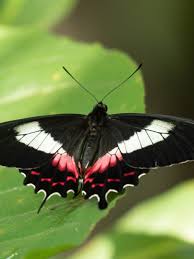 Borboleta, formiga, barata: insetos carregam mensagens ocultas