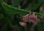 Image result for Euphorbia lividiflora