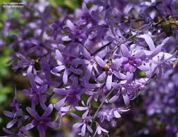 Image result for Volusia resupinata