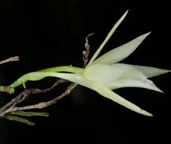 Image result for Ixora kalehensis