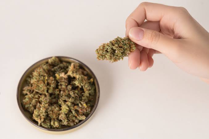 Cheese Weed Guide: Strain Origins, Effects, and Growing Tips - Premium Seed  Bank | Best Feminized Seeds | Seed Bank USA - 100% Legal