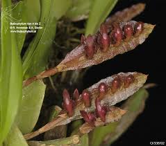 Image result for Bulbophyllum falcatum