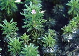 Image result for Limnophila crassifolia