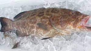 Ikan kerapu harimau merupakan ikan laut hidup utama negara yang dieksport ke pasaran hong kong dan selatan roc. Wow Pria Malaysia Ini Rela Rogoh Kocek Rp 27 Juta Demi Menyantap Ikan Kerapu Halaman 1 Tribun Lampung