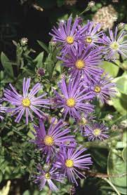 Find Help Information On Aster Amellus Veilchenkonigin Italian Aster Veilchenkonigin From The Rhs Plants Flower Garden Flowers