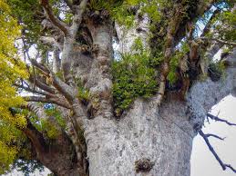 Ich wohne in einer großstadt im bergischen land, der stadtteil in dem ich wohne liegt jedoch soweit abseits, dass ich einen großen wald quasi direkt vor meiner haustür habe. Tane Mahuta Der Herr Des Waldes Ein Alter Kauri Baum Christiane Schoniger