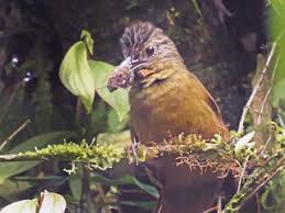 Image result for Tristachya viridiaristata