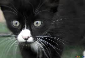 Black little kitten sitting down. Download Free Picture Black And White Cat On Cc By License Free Image Stock Torange Biz Fx 45008