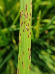 361 Brown Spot Disease On Rice Royalty-Free Images, Stock Photos & Pictures | Shutterstock