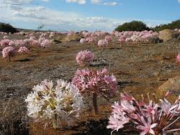 Image result for Brunsvigia