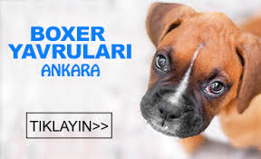 Ankara Satilik Boxer Kanka Kopek