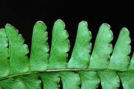Image result for Lindsaea ensifolia