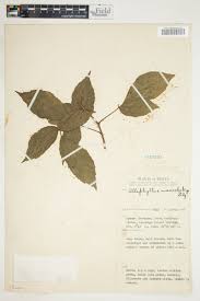 Image result for Allophylus ferrugineus