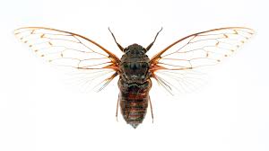 1) what percent of the animal life forms on earth are insects? Amazing Animals Insect Quiz Howstuffworks