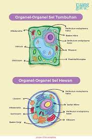 Sel hewan tidak memiliki dinding sel sehingga bentuk sel hewan tidak tetap seperti sel tumbuhan. Mengenal Macam Macam Organel Sel Beserta Fungsinya Biologi Kelas 11