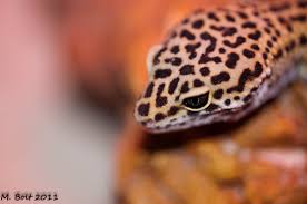 Catching lizards is definitely a tricky task because they are quick on their feet and great at finding hiding places. How To Catch A Lizard In The House Using A Box Dengarden