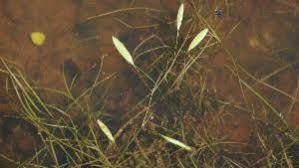 Image result for Potamogeton octandrus