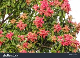 Image result for Triplaris americana