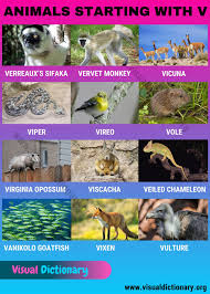 They're the best for the animal alphabet game and they're also the best if you're making a collection of animal letters to help kids learn their letters! Animals That Start With V Best List Of 12 Animals Beginning With V Visual Dictionary