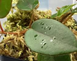 Image result for Begonia elaeagnifolia